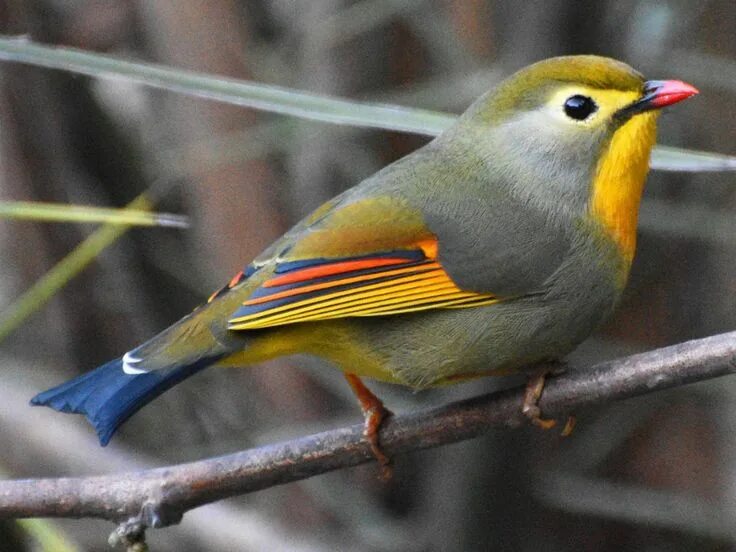 Птицы китая фото с названиями Pin on Birds