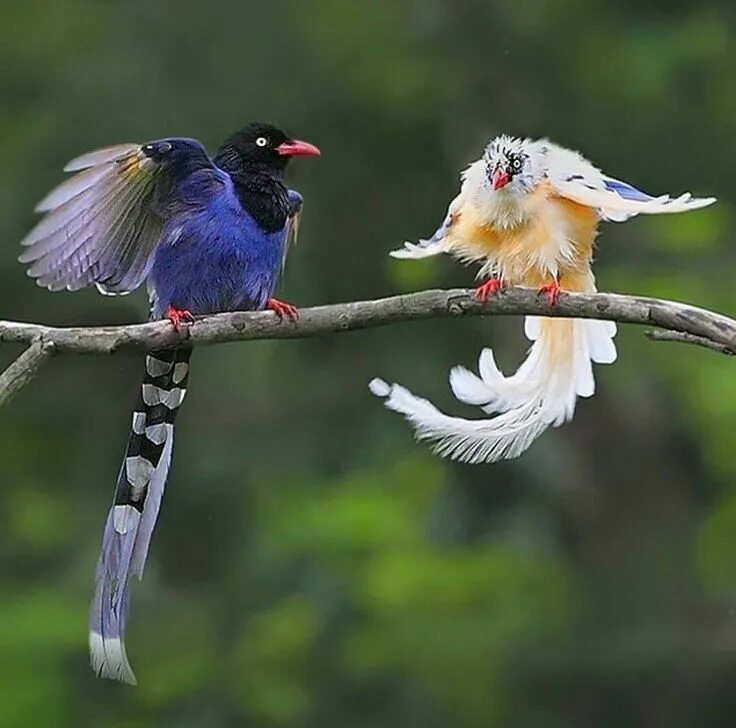 Птицы китая фото с названиями Taiwan blue magpie World birds, Pet birds, Bird