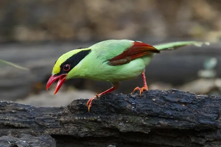 Птицы китая фото с названиями Common Green Magpie Beautiful birds, Bird, Colorful birds