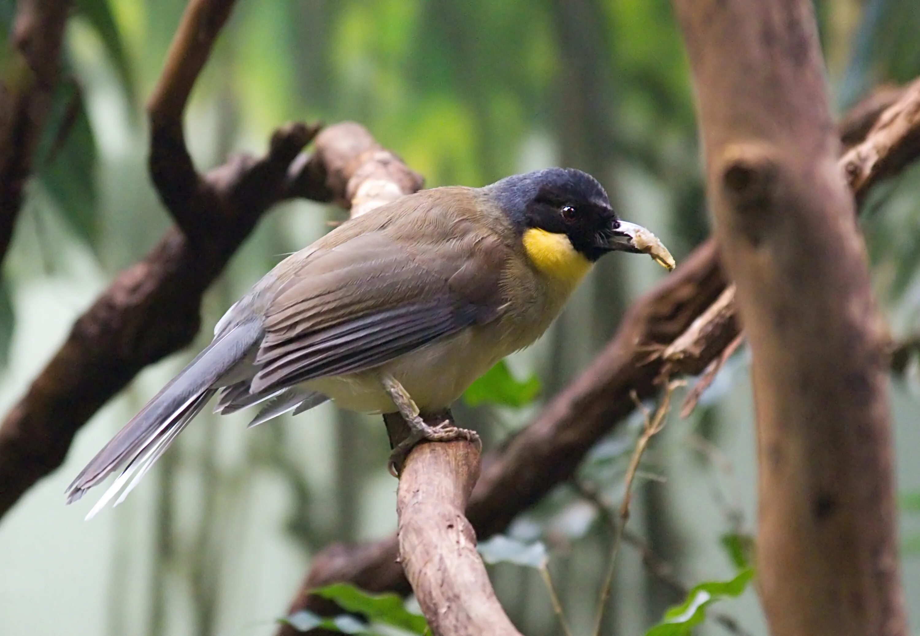 Птицы китая фото с названиями Файл:Blue-crowned Laughingthrush.jpg - Википедия