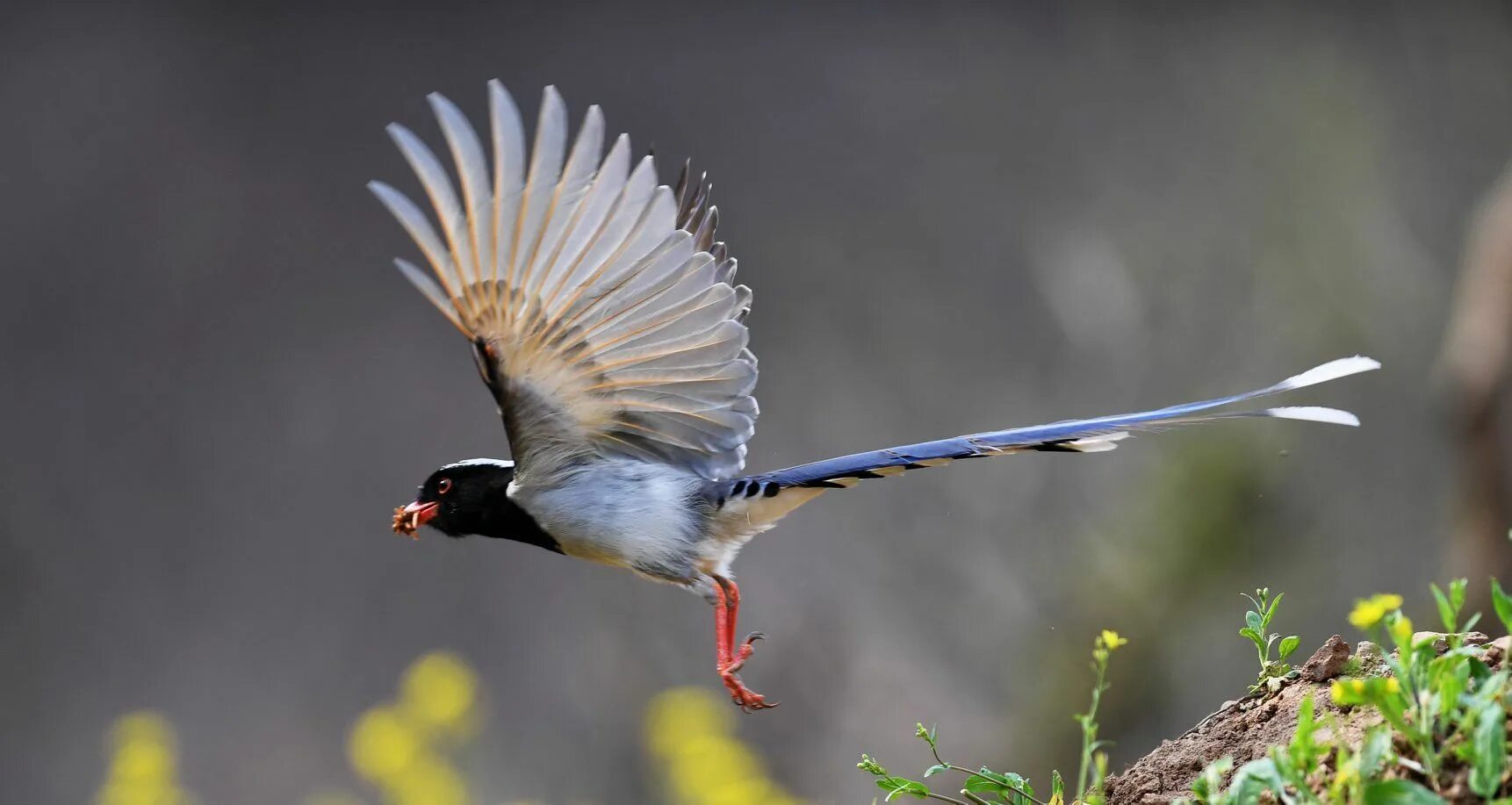 Птицы китая фото с названиями A red-billed blue magpie is seen at Zhaocun Township of Lushan County, central C