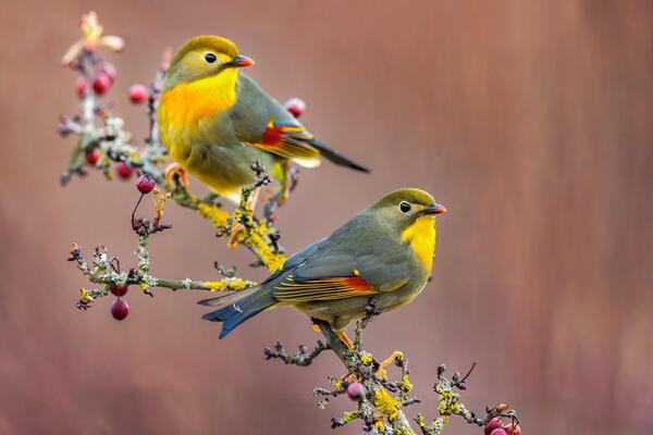 Птицы китая фото с названиями Songbirds Stock Photos, Images and Backgrounds for Free Download