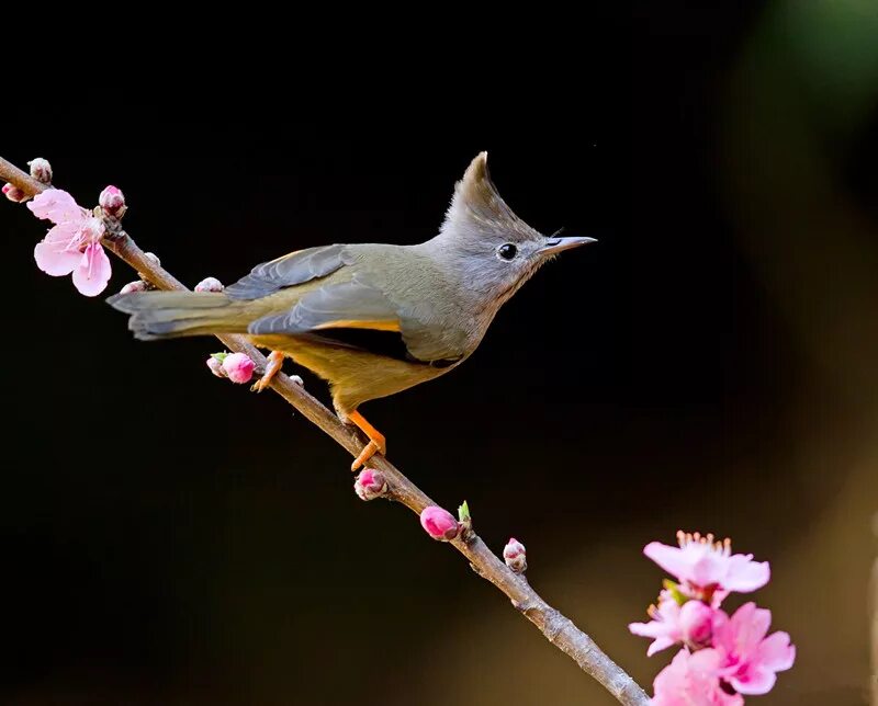 Птицы китая фото с названиями 20Days Grand Yunnan Birdwatching Tour,Yunnan Adventure Travel