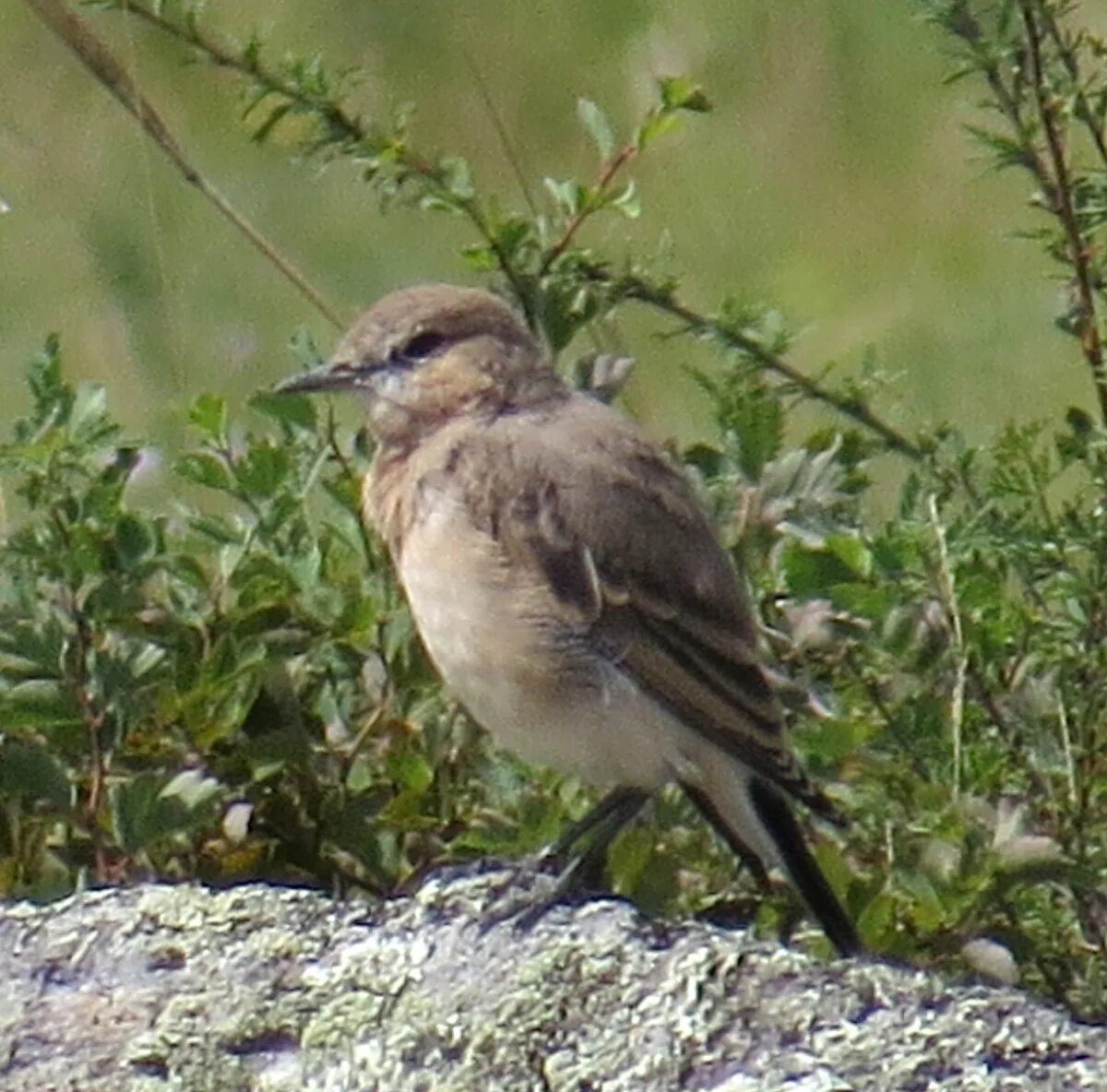 Птицы кольского полуострова фото с названиями Northern Wheatear (Oenanthe oenanthe). Birds of Siberia.