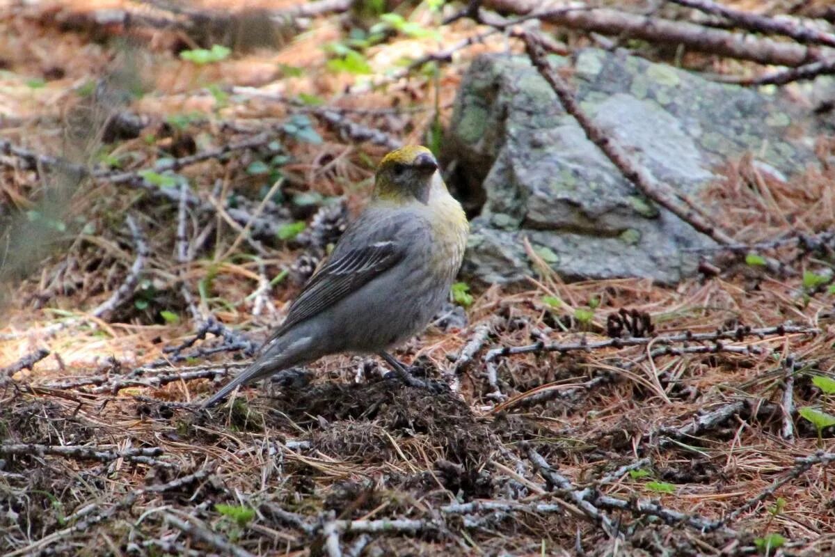 Птицы кольского полуострова фото с названиями Pine Grosbeak (Pinicola enucleator). Birds of Siberia.