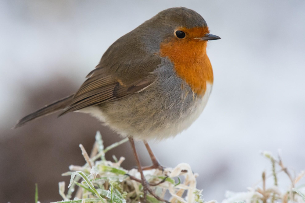 Птицы кольского полуострова фото с названиями Nature Notes: The robin - the bird most synonymous with winter in 2023 Robin bir