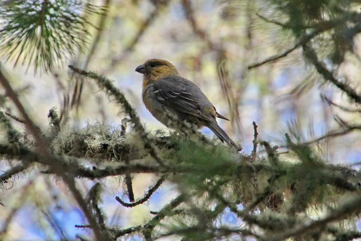 Птицы кольского полуострова фото с названиями Pine Grosbeak (Pinicola enucleator). Birds of Siberia.