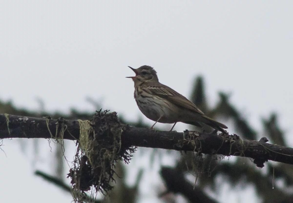 Птицы коми фото и названия Olive-backed Pipit (Anthus hodgsoni). Birds of Siberia.