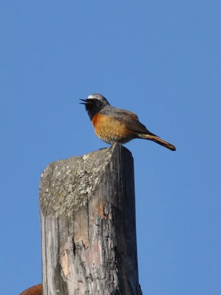 Птицы костромской области фото с названиями Eurasian Redstart (Phoenicurus phoenicurus). Birds of Siberia.