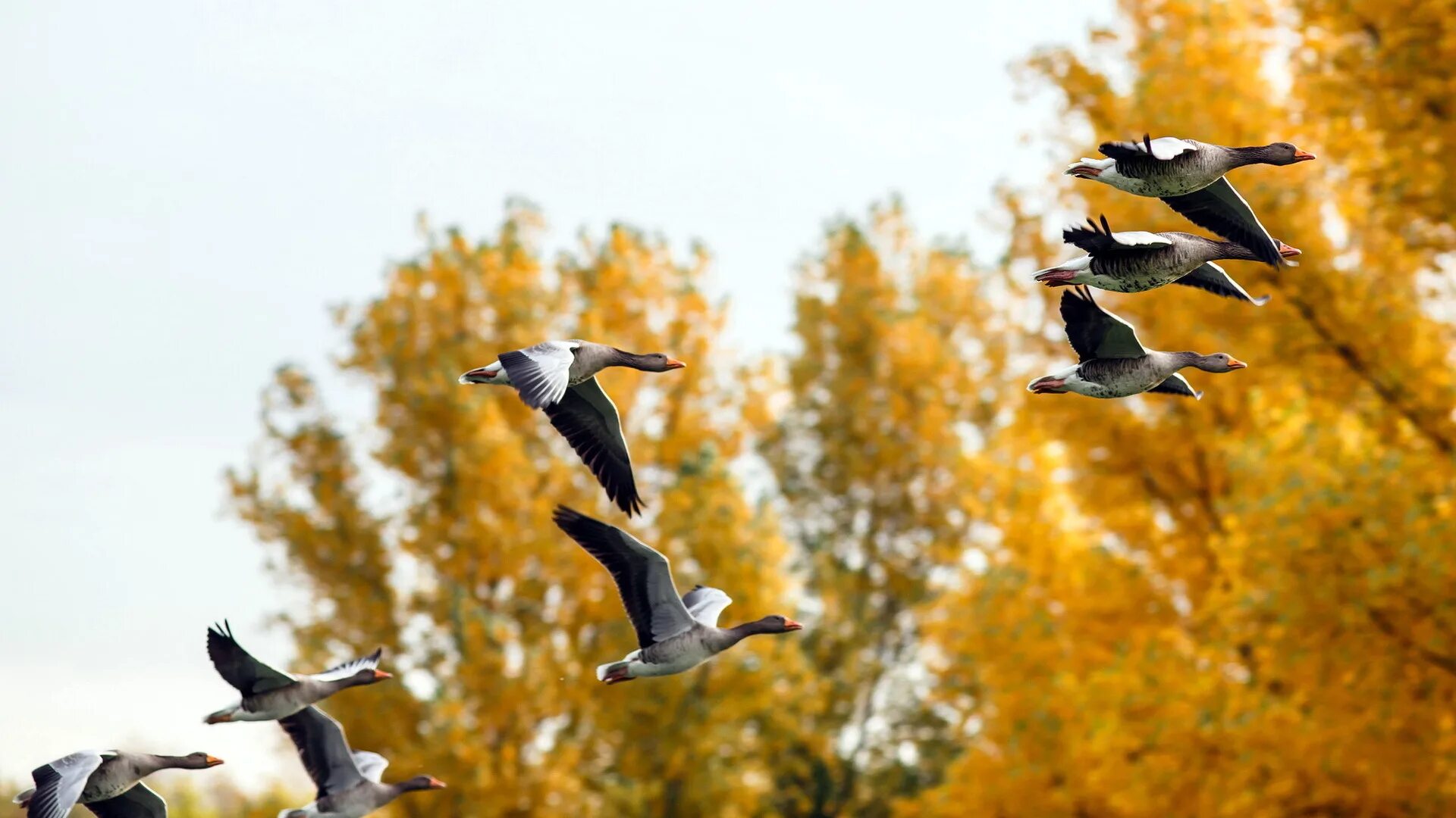 Птицы которые улетают на юг фото Wallpaper : 1920x1080 px, autumn, ducks, nature 1920x1080 - wallpaperUp - 164771