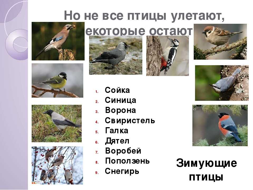 Птицы которые улетают на юг фото Птицы которые улетают в теплые края