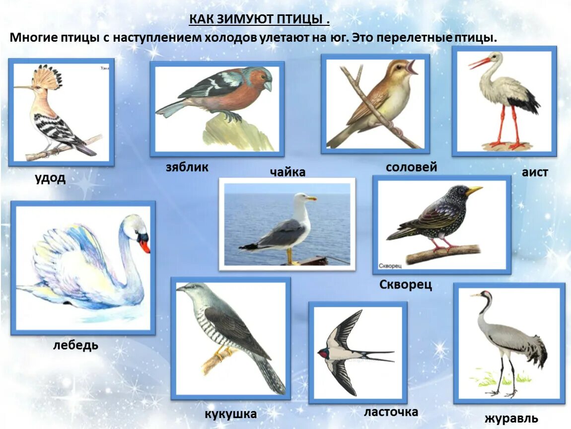 Птицы которые улетают на юг фото Презентация по развитие речи