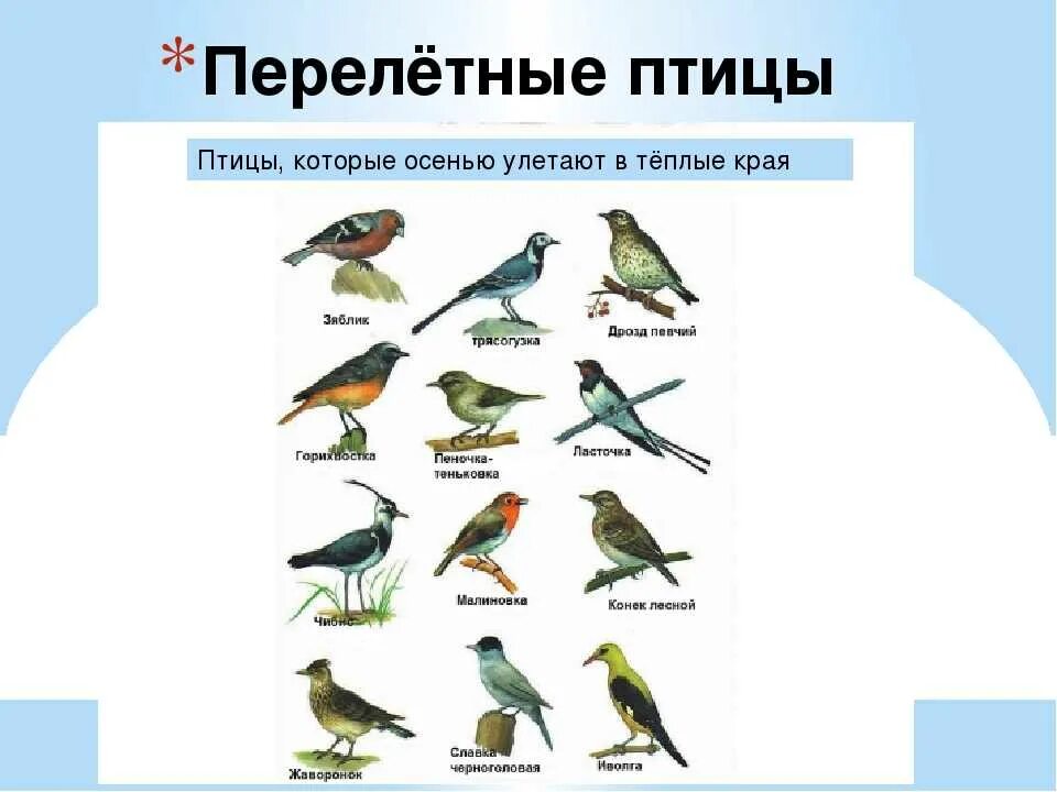 Птицы которые улетают на юг фото Картинки и названия перелетных