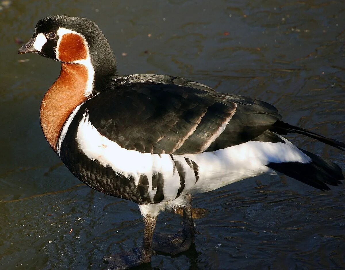 Птицы красной книги мира фото и названия Файл:Red Breasted Goose (2181934550).jpg - Википедия