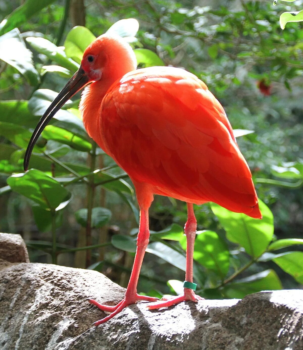 Птицы красной книги мира фото и названия File:Eudocimus ruber IMG 4996 red ibis.jpg - Wikimedia Commons