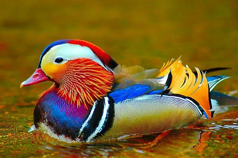 Птицы красной книги мира фото и названия Gorgeous duck from China! Colorful birds, Beautiful birds, Most beautiful birds