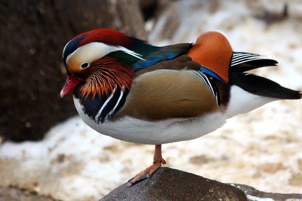 Птицы красной книги мира фото и названия Mandarin Ducks Flickr