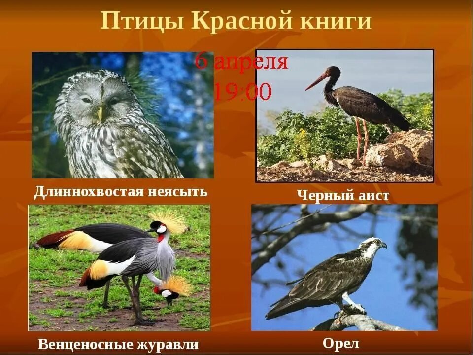 Птицы красной книги россии фото и названия Птицы красной книги" 2022, Азнакаевский район - дата и место проведения, програм