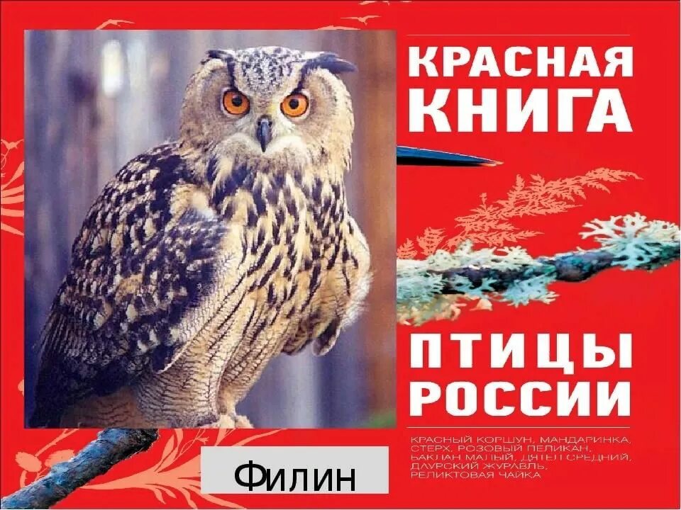 Птицы красной книги россии фото и описание Беседа "Птицы Красной книги" 2022, Азнакаевский район - дата и место проведения,