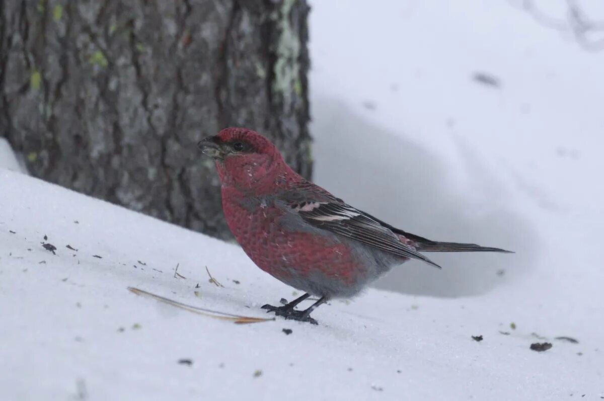 Птицы красноярска фото и названия Pine Grosbeak (Pinicola enucleator). Birds of Siberia.