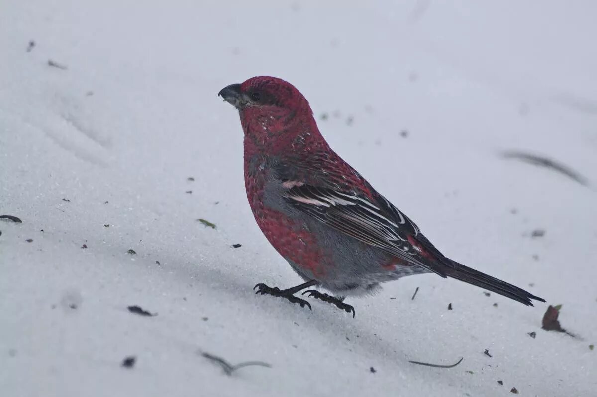 Птицы красноярска фото и названия Pine Grosbeak (Pinicola enucleator). Birds of Siberia.