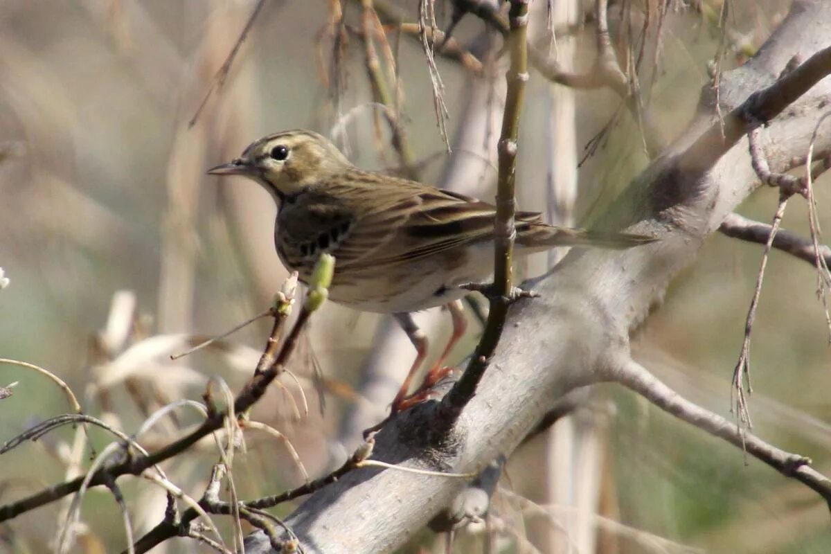 Птицы красноярска фото и названия Tree Pipit (Anthus trivialis). Birds of Siberia.