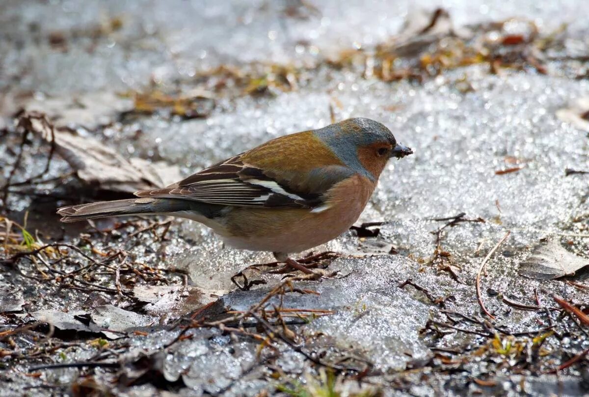 Птицы красноярска фото и названия Common Chaffinch (Fringilla coelebs). Birds of Siberia.