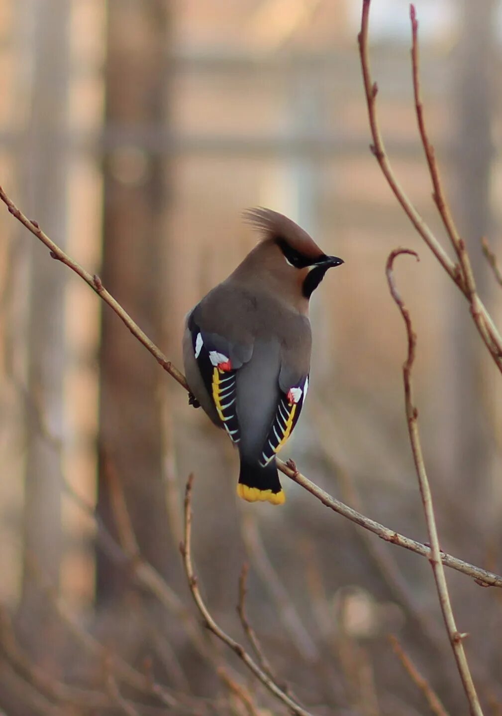 Птицы красноярска фото и названия Bohemian Waxwing (Bombycilla garrulus). Birds of Siberia.