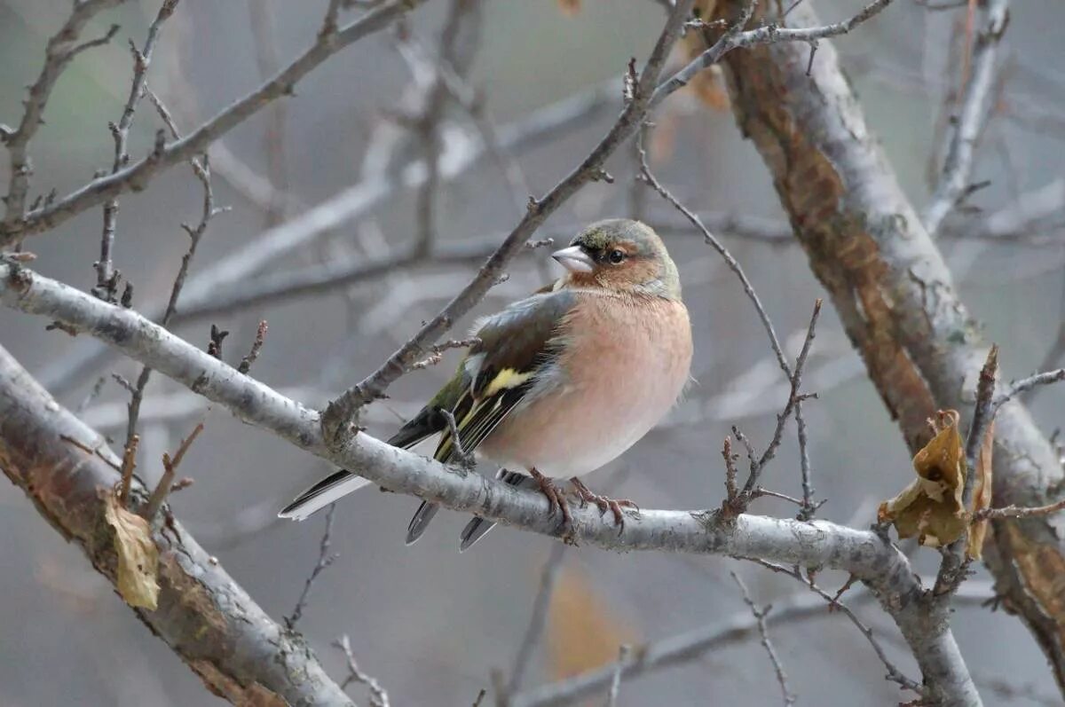 Птицы красноярска фото и названия Common Chaffinch (Fringilla coelebs). Birds of Siberia.