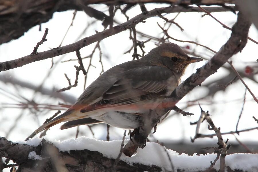 Птицы красноярска фото и названия Red-throated Thrush (Turdus ruficollis). Birds of Siberia.