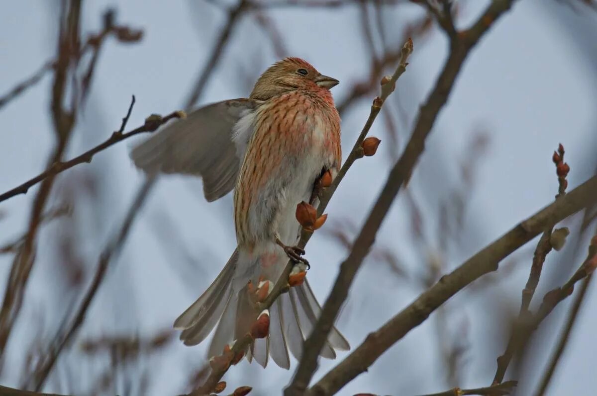 Птицы красноярского края фото Pallas's Rosefinch (Carpodacus roseus). Birds of Siberia.