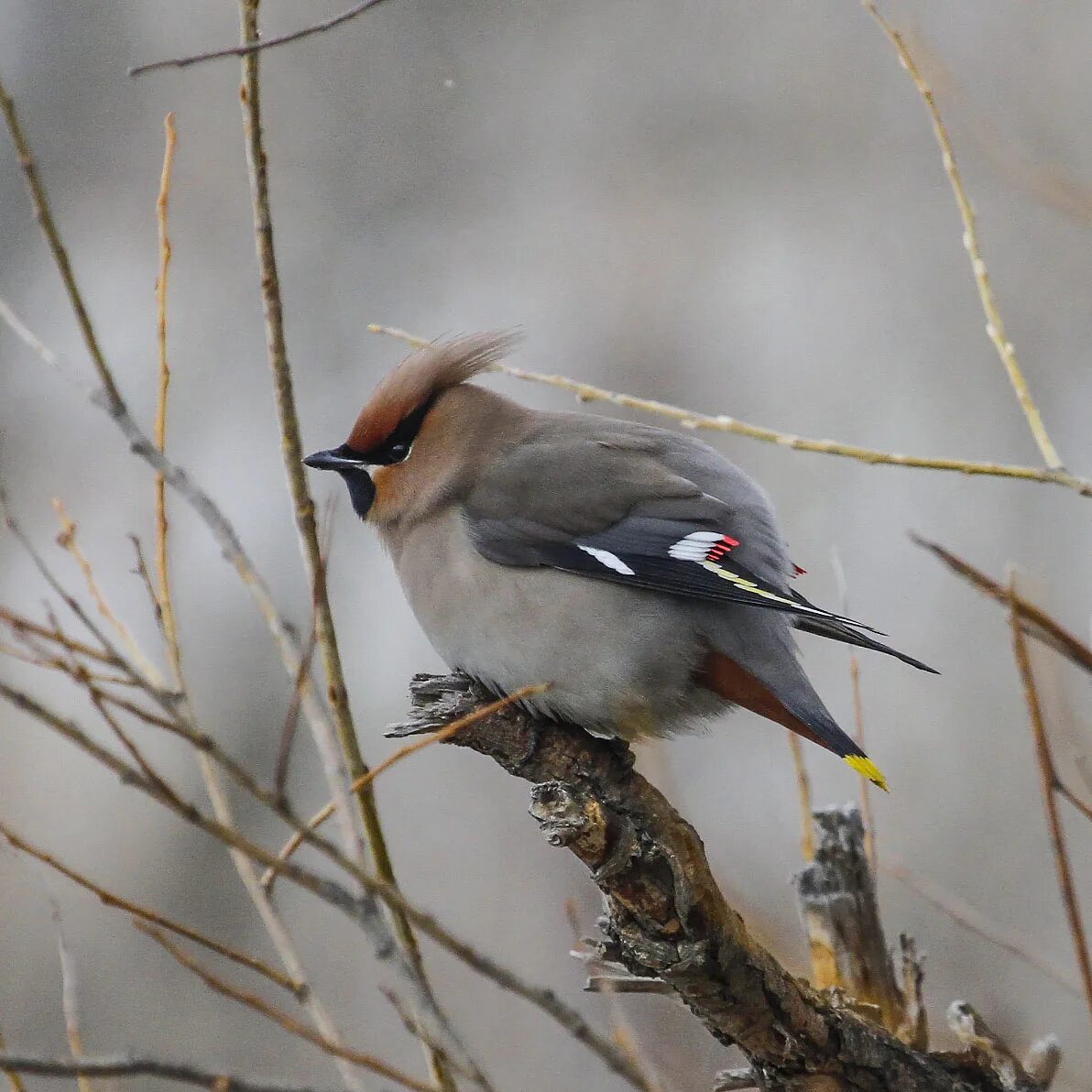 Птицы красноярского края фото Bohemian Waxwing (Bombycilla garrulus). Birds of Siberia.