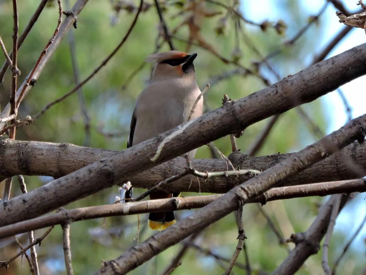 Птицы красноярского края фото с названиями Bohemian Waxwing (Bombycilla garrulus). Birds of Siberia.