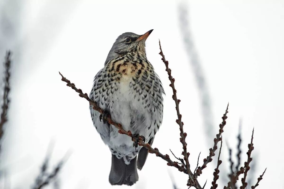 Птицы красноярского края фото с названиями Fieldfare (Turdus pilaris). Birds of Siberia.