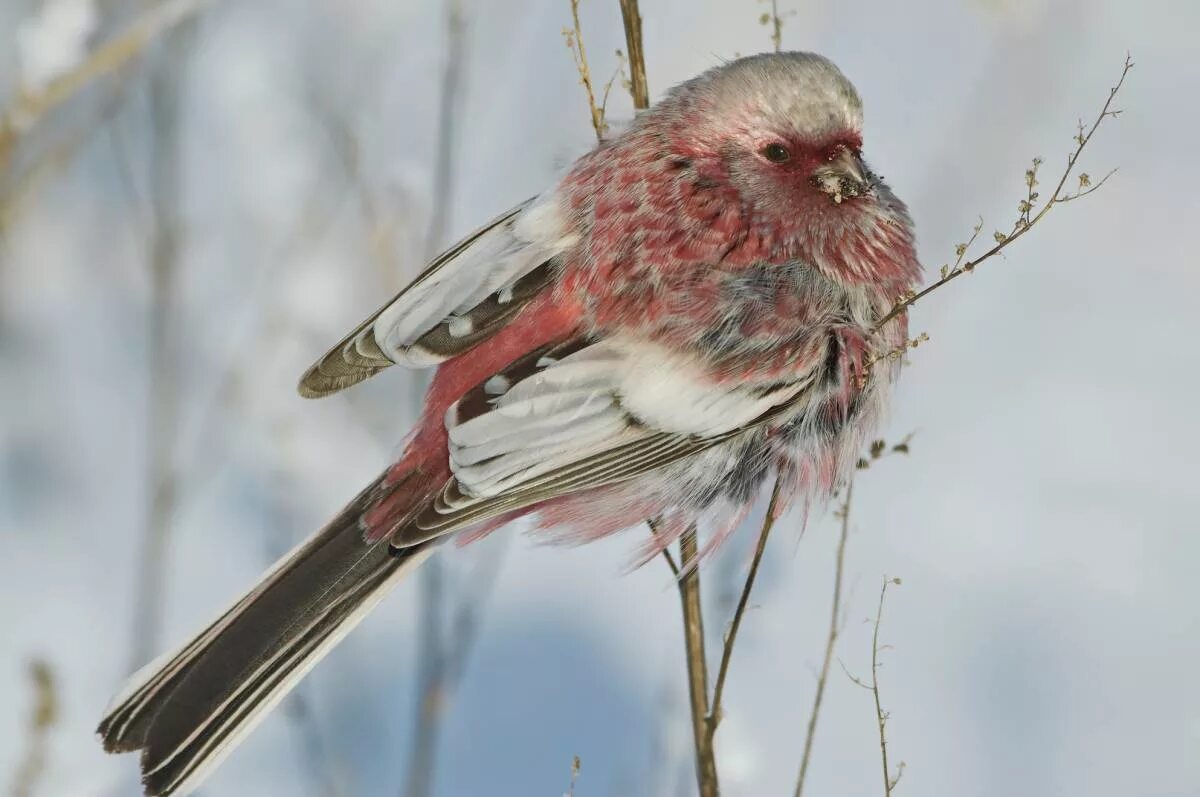 Птицы красноярского края фото с названиями Long-tailed Rosefinch (Uragus sibiricus). Birds of Siberia.