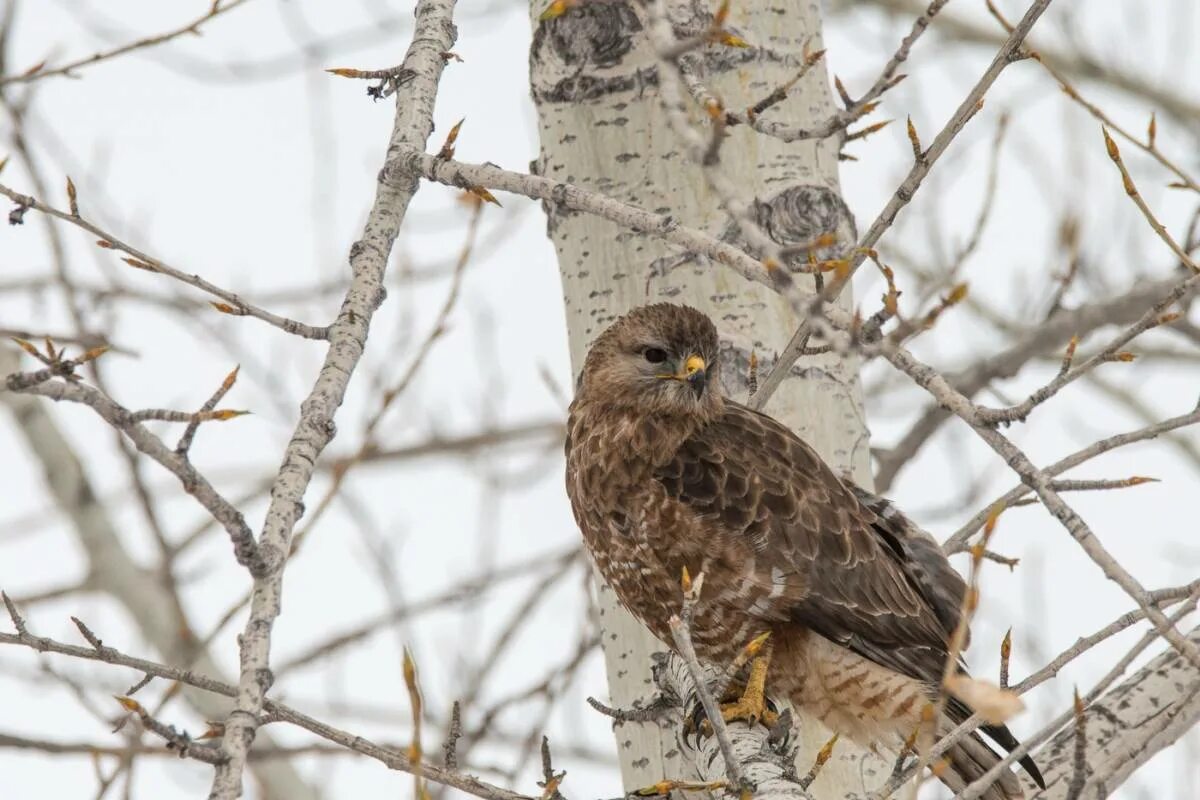 Птицы красноярского края фото с названиями Common Buzzard (Buteo buteo). Birds of Siberia.