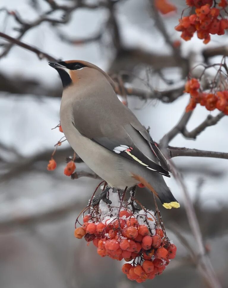 Птицы красноярского края фото с названиями зимующие Bohemian Waxwing (Bombycilla garrulus). Birds of Siberia.