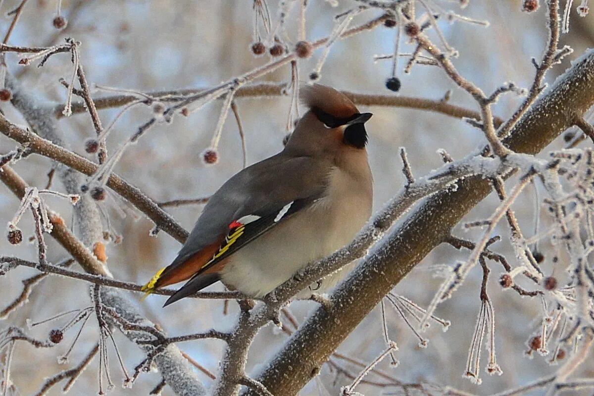 Птицы красноярского края фото с названиями зимующие Bohemian Waxwing (Bombycilla garrulus). Birds of Siberia.