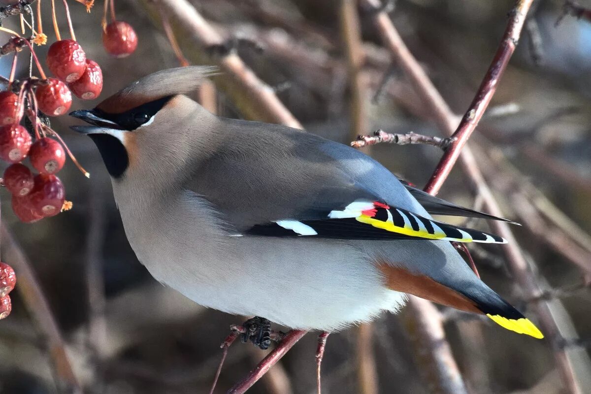 Птицы красноярского края фото с названиями зимующие Bohemian Waxwing (Bombycilla garrulus). Birds of Siberia.