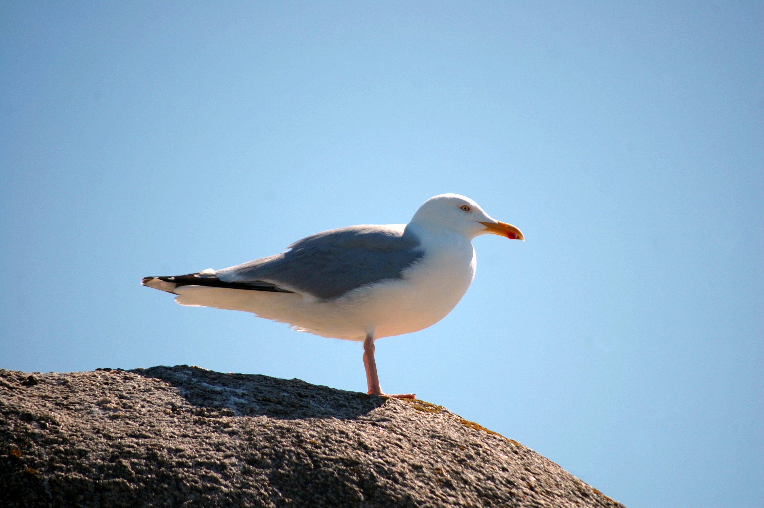 Птицы крыма фото Bird Seagull on rock free image download