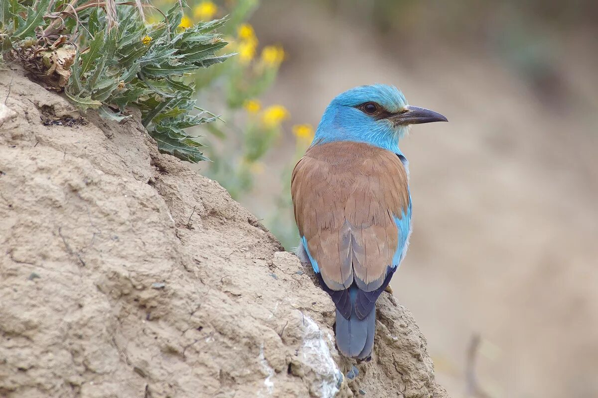 Птицы крыма фото Eurasian Roller (Coracias garrulus). Birds of Kyrgyzstan.