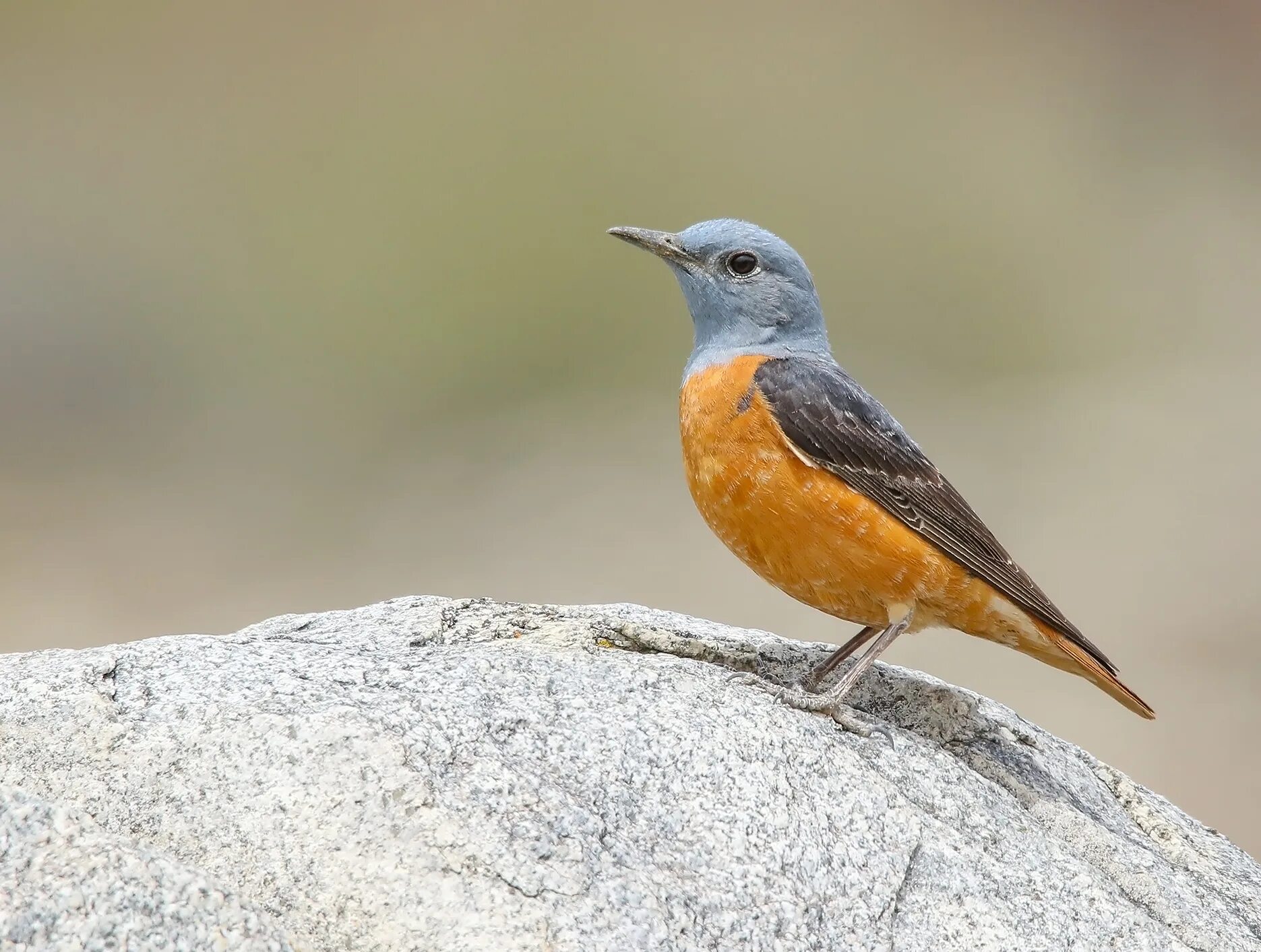 Птицы крыма каталог с фото и названиями Monticola saxatilis 68 years old fine print Rufous-tailed Rock Thrush 1953 COMMO