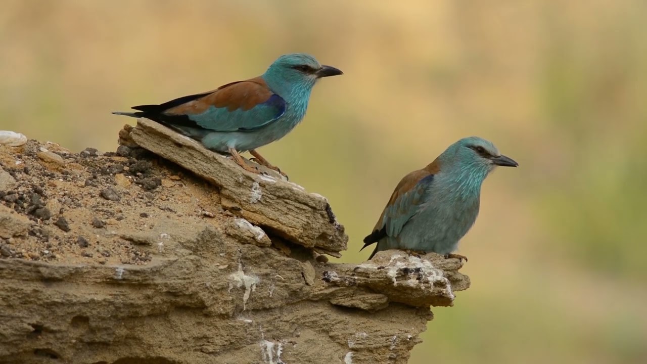 Птицы крыма каталог с фото и названиями Birds of Crimea Part 1 - YouTube