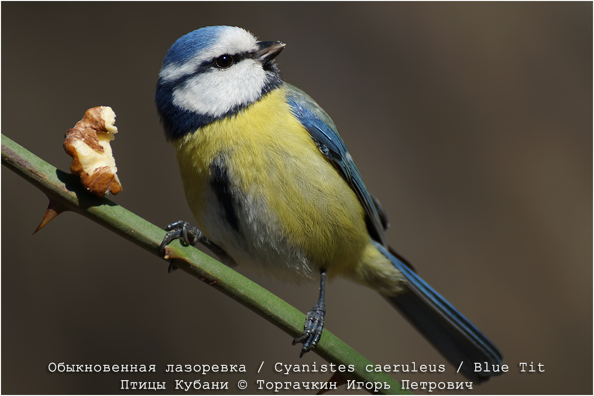 Птицы кубани фото с названиями ФотоБлог Торгачкин Игорь Петрович © Igor Torgachkin: Обыкновенная лазоревка / Пт