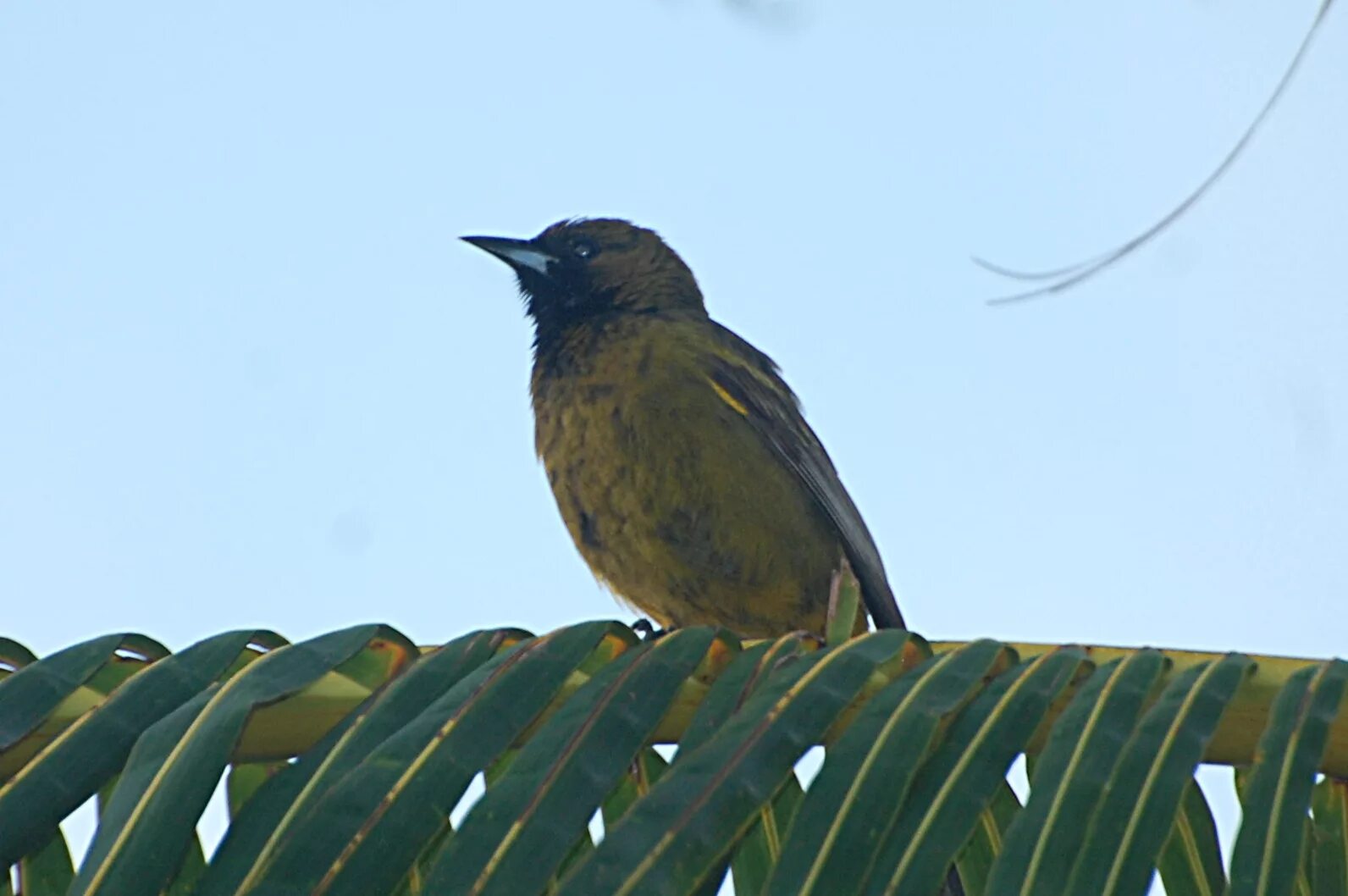 Птицы кубы фото File:Cuban Oriole (Icterus melanopsis) Juvenile.jpg - Wikipedia