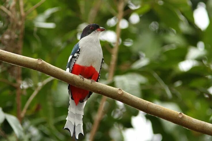 Птицы кубы фото Cuba 1: endemic birds Birds, Colours, Blue and white