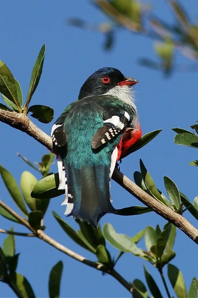 Птицы кубы фото Cuban Trogon - Cuba's National Bird - The Tocororo - Priot. Flickr