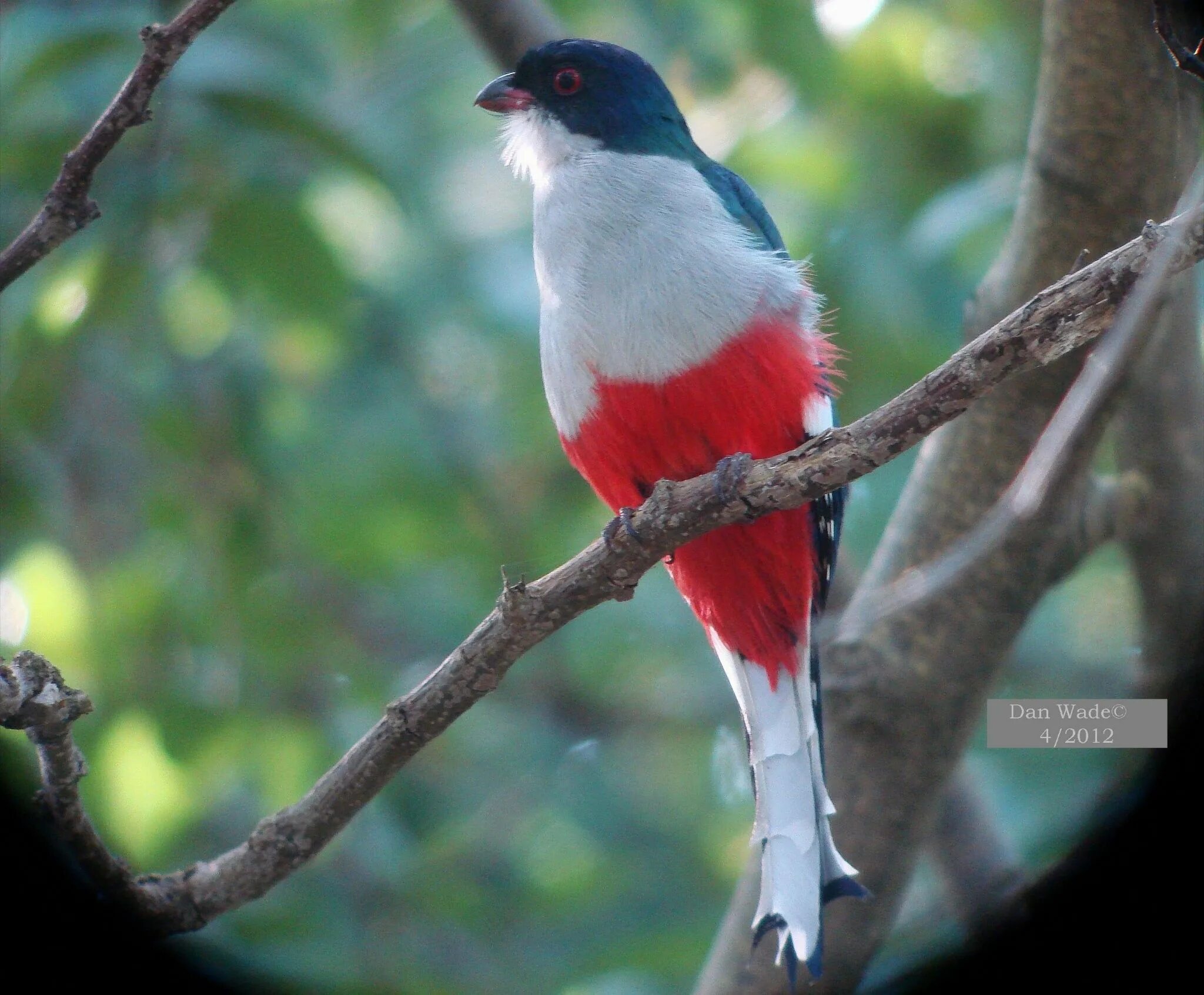 Птицы кубы фото The Cuban Trogan is Cuba’s national bird in the red, white and blue of the count