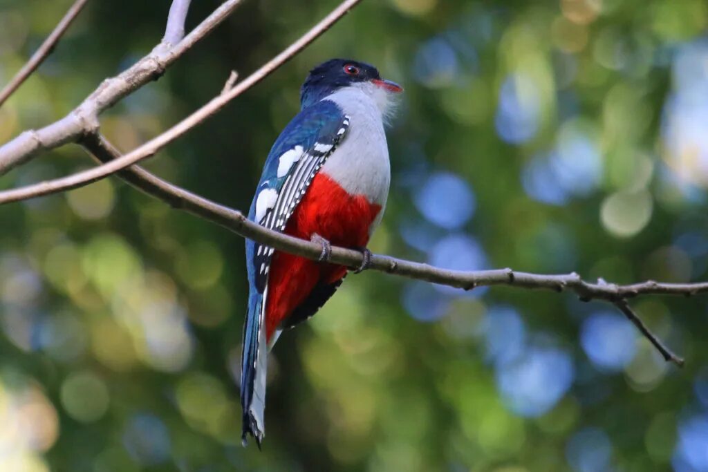 Птицы кубы фото Cuban Trogon: National Bird of Cuba Interesting Facts about Cuban Trogon