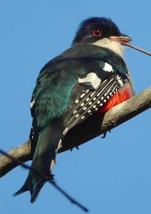 Птицы кубы фото Cuban Trogon(Priotelus temnurus) Pet birds, Pretty birds, Bird